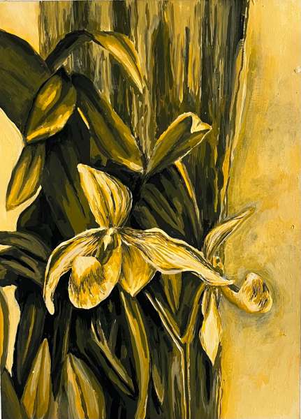 Orchids